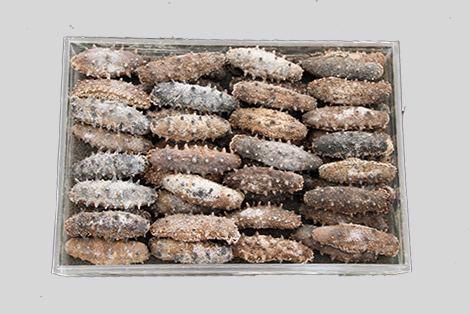 Dried sea cucumber